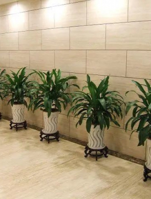 室內(nèi)綠植設(shè)計