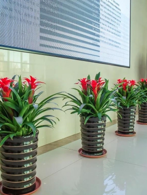 室內(nèi)綠植設(shè)計