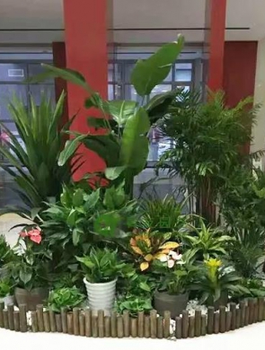 室內(nèi)綠植設(shè)計