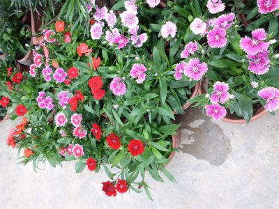 石竹的養(yǎng)護(hù)技巧 石竹的養(yǎng)護(hù)技巧