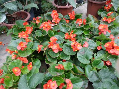 海芋的養(yǎng)護(hù)技巧需要在哪些方面注意 海芋的養(yǎng)護(hù)技巧需要在哪些方面注意