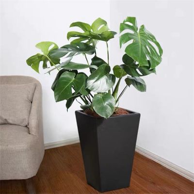 龜背竹怎么養(yǎng)護 龜背竹怎么養(yǎng)護