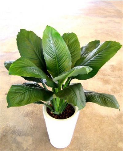 什么叫綠巨人 什么叫綠巨人