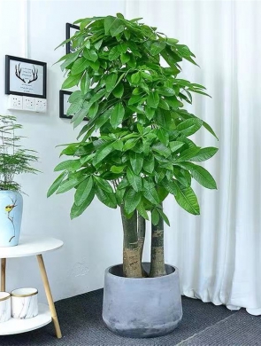 發(fā)財(cái)樹